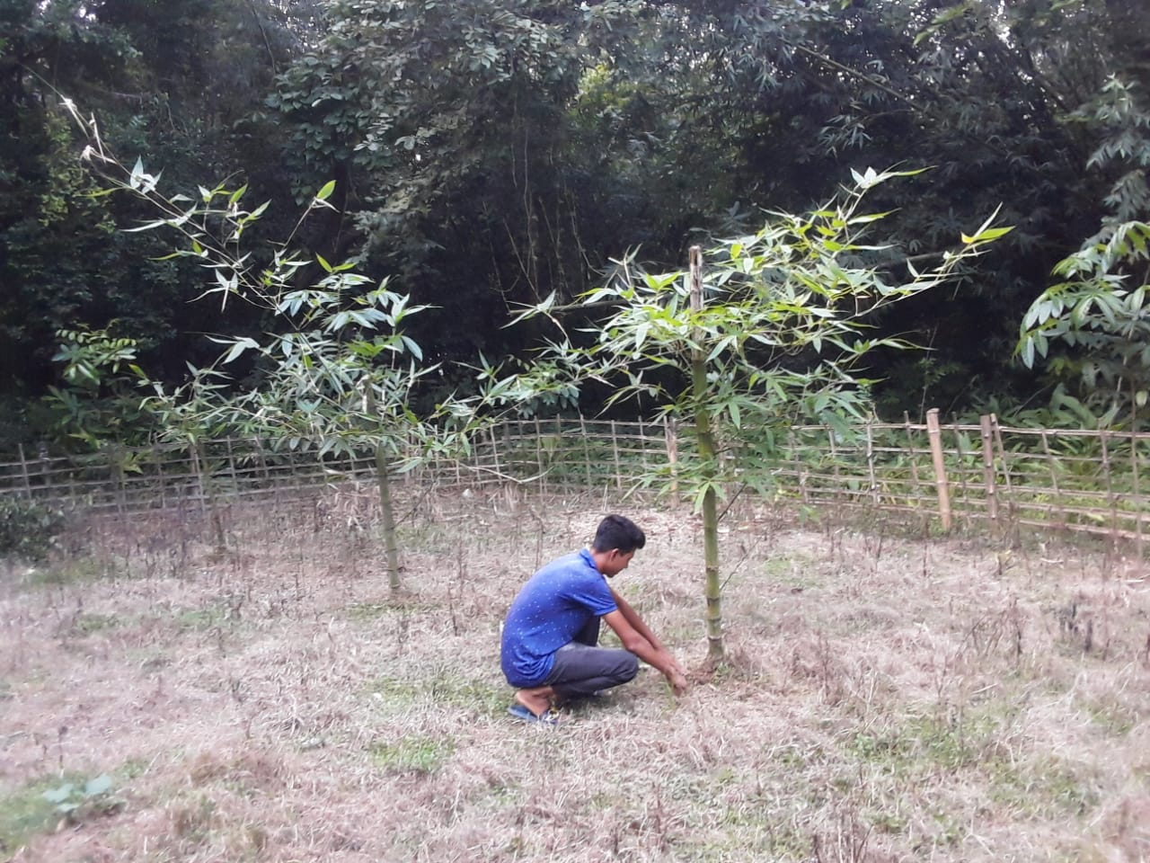 Tree Plantation 3.jpeg